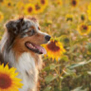 Meet your Posher, Lily